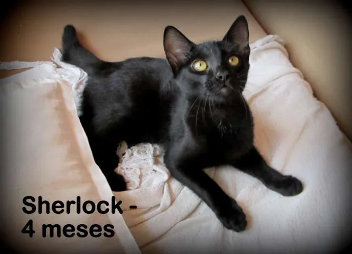 Gato ra a SRD idade 2 a 6 meses nome Sherlock