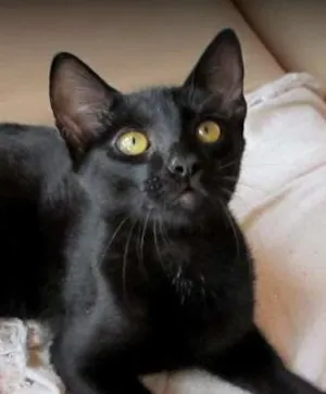 Gato raça SRD idade 2 a 6 meses nome Sherlock