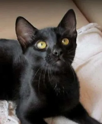 Gato ra a SRD idade 2 a 6 meses nome Sherlock