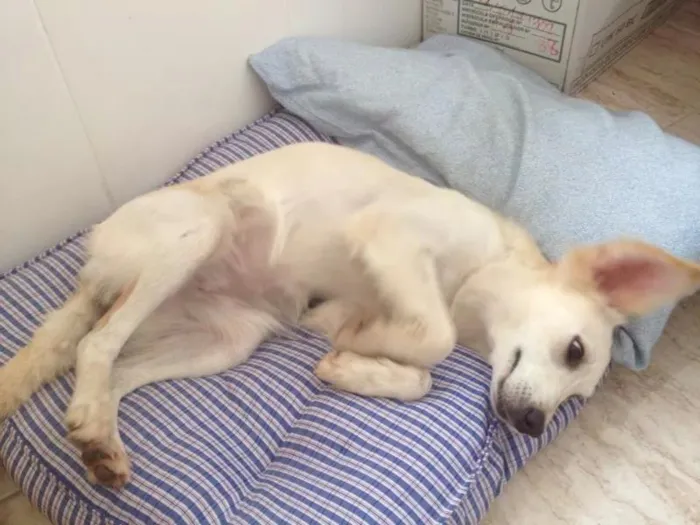 Cachorro ra a SRD idade 1 ano nome daslu