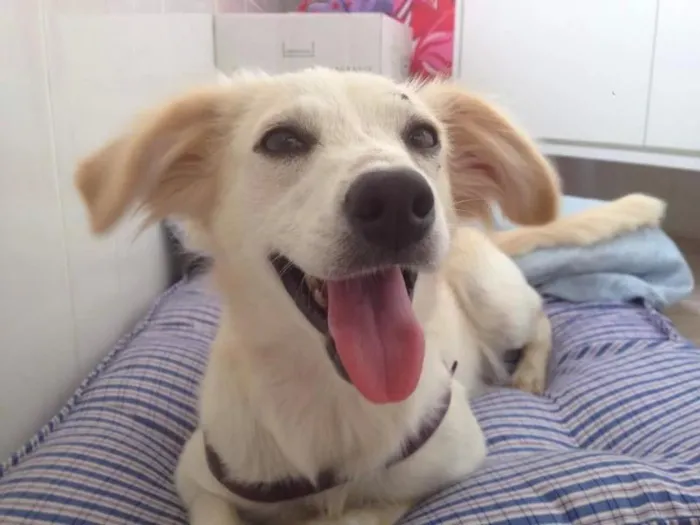 Cachorro ra a SRD idade 1 ano nome daslu