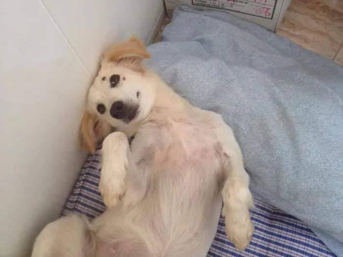 Cachorro ra a SRD idade 1 ano nome daslu