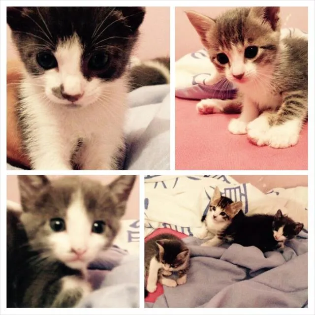 Gato ra a Sem Raca idade 2 a 6 meses nome Donzela , Will , Pr