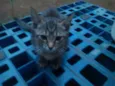 gato