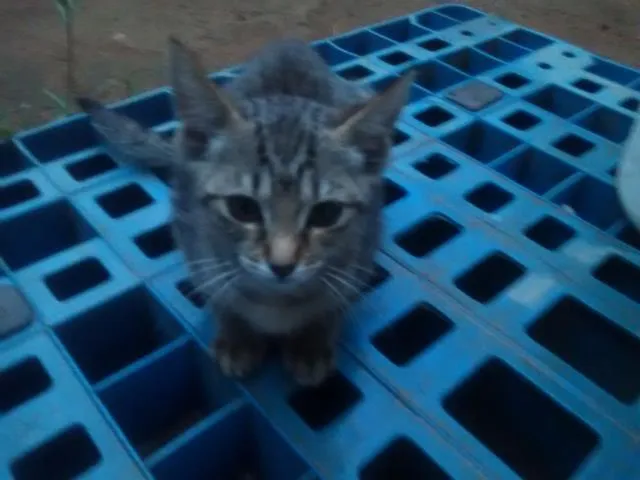 Gato ra a  idade 2 a 6 meses nome gato