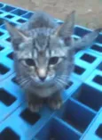 gato