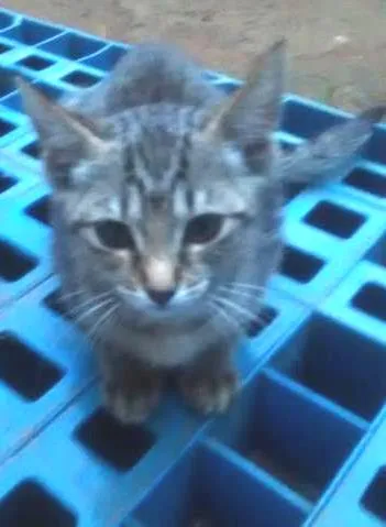 Gato ra a  idade 2 a 6 meses nome gato