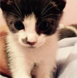 Gato raça Sem Raca idade 2 a 6 meses nome Donzela , Will , Pr