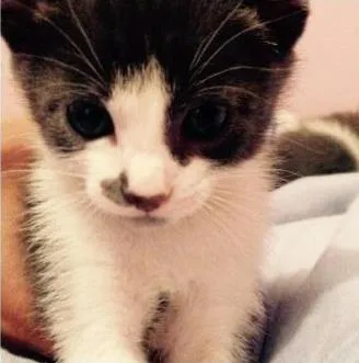 Gato ra a Sem Raca idade 2 a 6 meses nome Donzela , Will , Pr