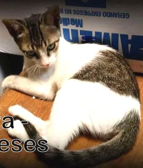 Gato ra a SRD idade 2 a 6 meses nome Gaya