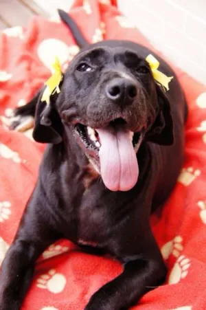 Cachorro raça  idade  nome Princesa (Canil SJ 