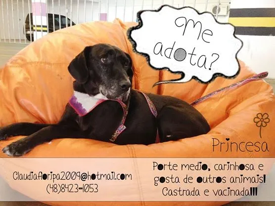 Cachorro ra a  idade  nome Princesa (Canil SJ 