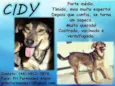 Cidy (Canil SJ - Pr