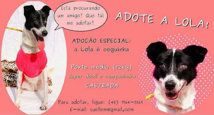 Cachorro ra a  idade  nome Lola (Canil SJ - Su