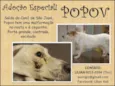 Popov (Canil SJ) #SPC