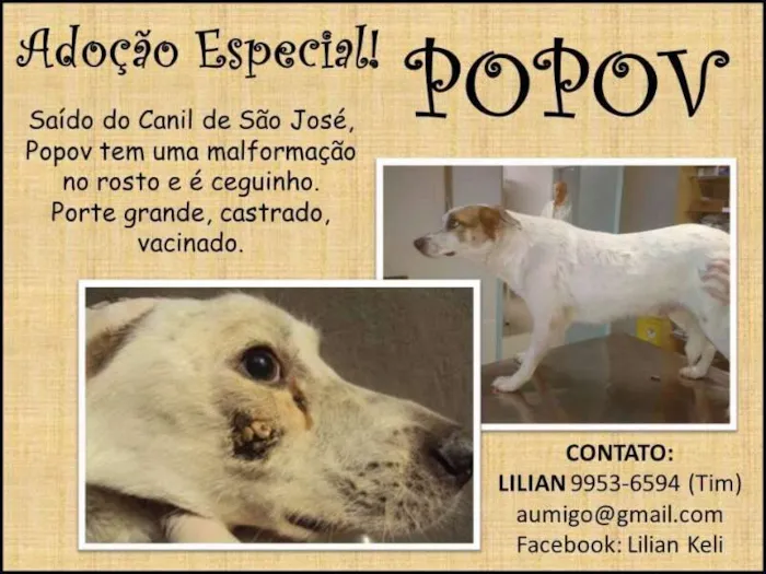 Cachorro ra a  idade  nome Popov (Canil SJ) #SPC