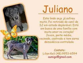 Cachorro ra a  idade  nome Juliano (Canil SJ) 