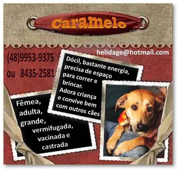 Cachorro ra a  idade  nome Caramelo (Canil SJ)