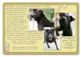 Mandela (Canil SJ -