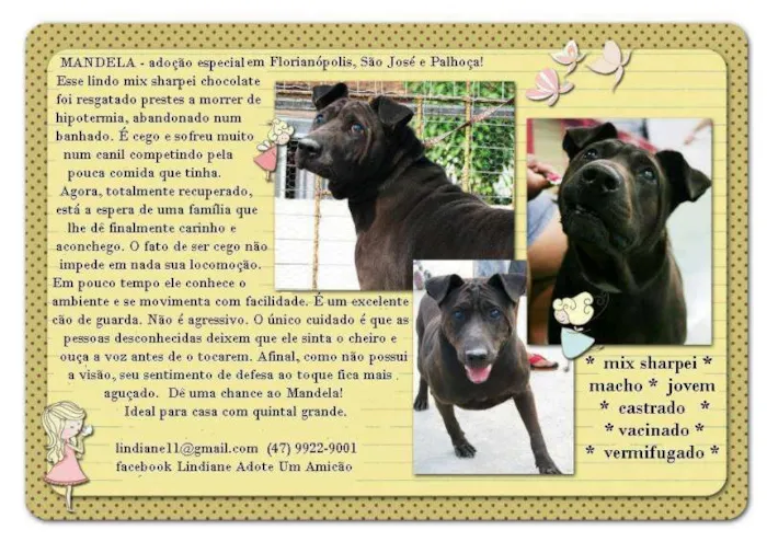 Cachorro ra a Mix Sharpei idade  nome Mandela (Canil SJ -