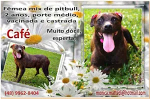 Cachorro raça Mix Pitbul idade  nome Café (Canil SJ - Mo