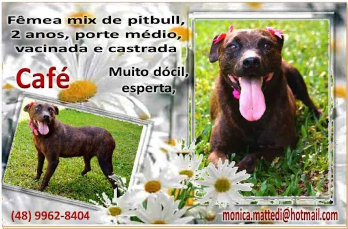 Cachorro ra a Mix Pitbul idade  nome Café (Canil SJ - Mo