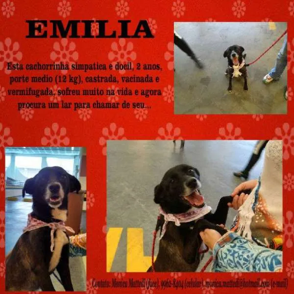 Cachorro ra a  idade  nome Emilia (Canil SJ - 