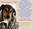 Cidy (Canil SJ - Pr