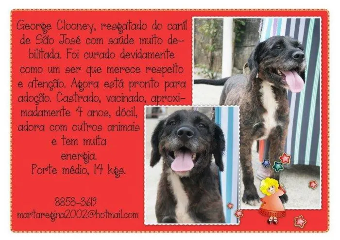 Cachorro ra a  idade 4 anos nome George Clooney (Can