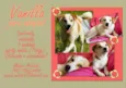 Vanilla (Canil SJ -