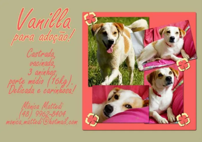 Cachorro ra a  idade 3 anos nome Vanilla (Canil SJ -