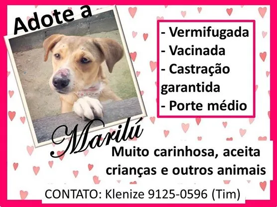 Cachorro ra a  idade  nome Marilu (Canil SJ) #SPC