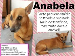 Cachorro raça  idade 5 anos nome Anabela (Canil SJ -