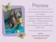 Preciosa (Canil SJ 