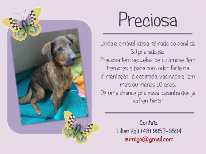 Cachorro ra a  idade 6 ou mais anos nome Preciosa (Canil SJ 