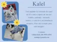 Kalel (Canil SJ) #SPC