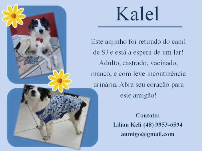 Cachorro ra a  idade  nome Kalel (Canil SJ) #SPC