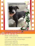 Donavan (Canil SJ -