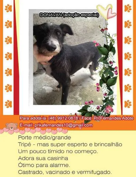 Cachorro ra a  idade  nome Donavan (Canil SJ -