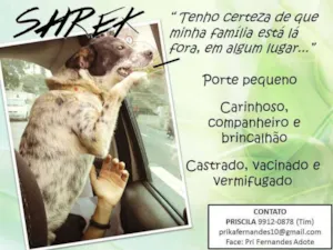 Cachorro raça  idade  nome Shrek (Pri Fernandes)