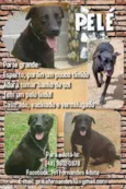 Cachorro raça  idade  nome Pelé (Canil SJ - Pr