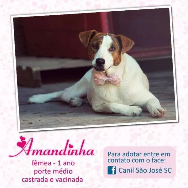 Cachorro ra a  idade  nome Amandinha (Canil SJ