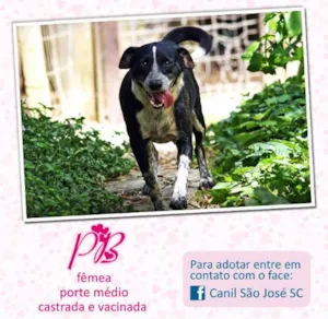 Cachorro raça  idade  nome PB (Canil SJ) #SPC