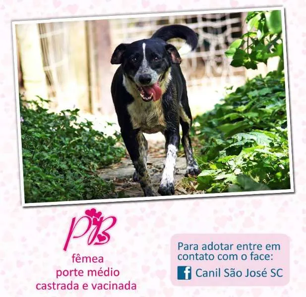 Cachorro raça  idade  nome PB (Canil SJ) #SPC