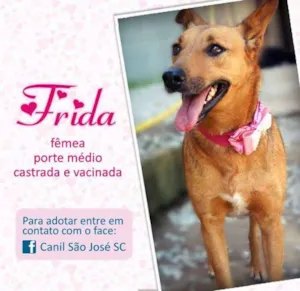 Cachorro raça  idade  nome Frida (Canil SJ) #SPC