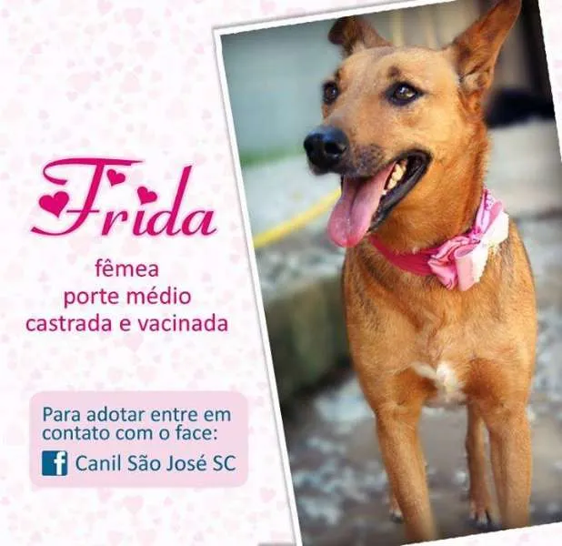 Cachorro ra a  idade  nome Frida (Canil SJ) #SPC