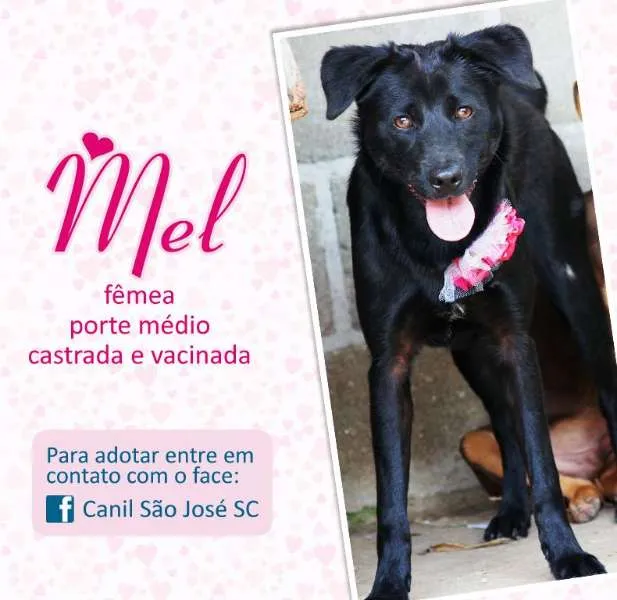 Cachorro ra a idade nome Mel (Canil SJ)