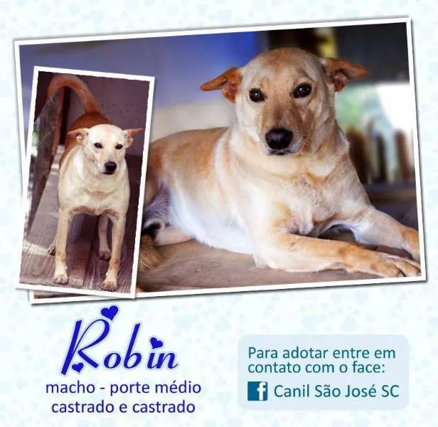Cachorro ra a  idade  nome Robin (Canil SJ) #SPC