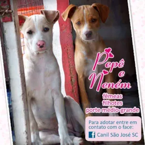 Cachorro raça  idade 2 a 6 meses nome Nenem
