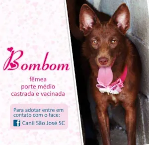 Cachorro raça  idade  nome Bombom (Canil SJ)